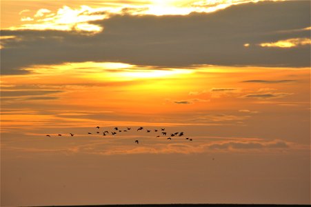 A flock of godwits