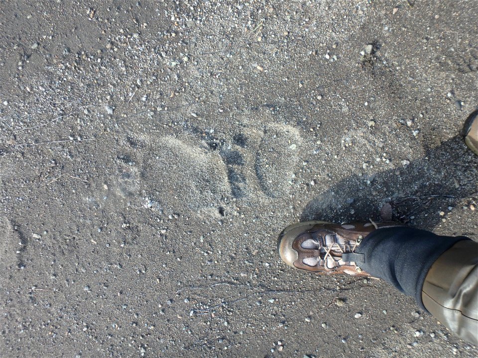 Bear prints near Grant Point
