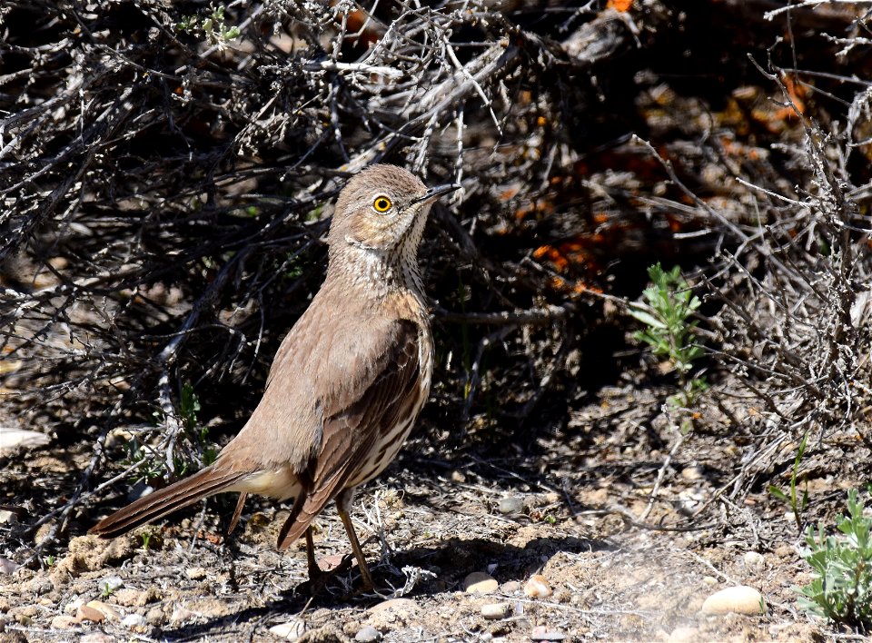 Sage thrasher at Seedskadee National Wildlife Refuge