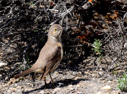 Sage thrasher at Seedskadee National Wildlife Refuge