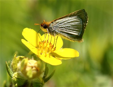 Poweshiek skipperling photo