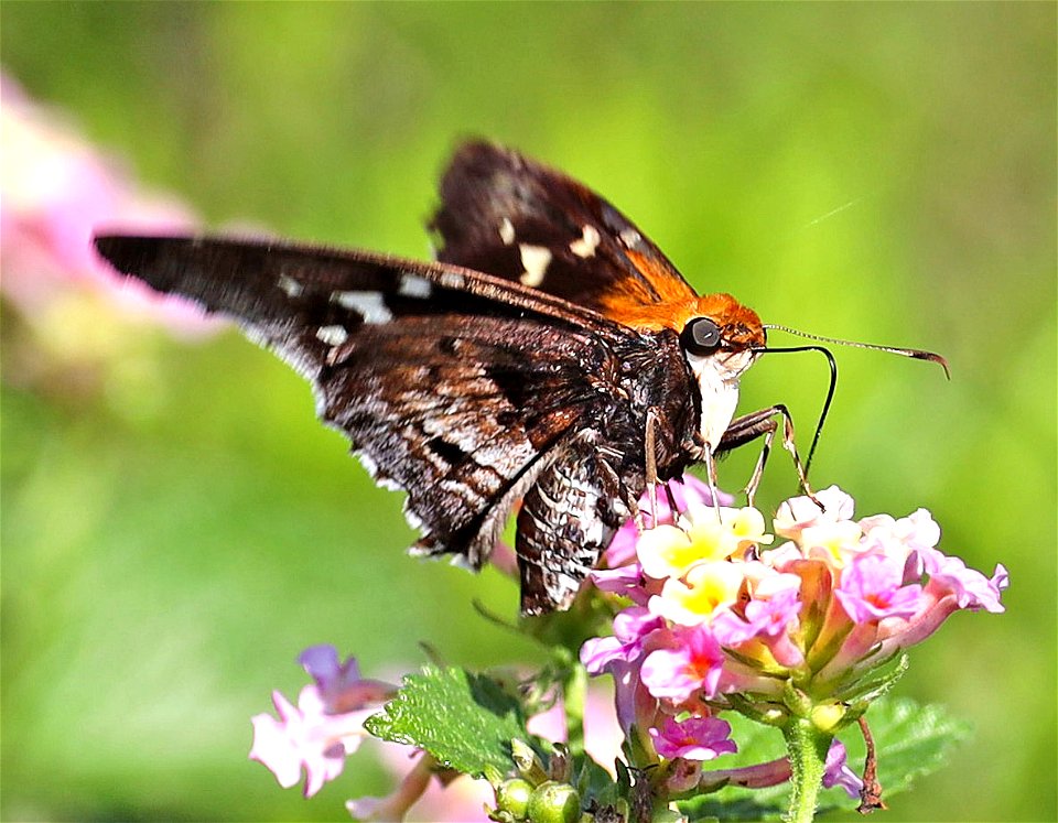 SKIPPER, MERCURIAL (Proteides mercurius) (12-11-2022) national buttrerfly center, mission, hidalgo co, tx (4)