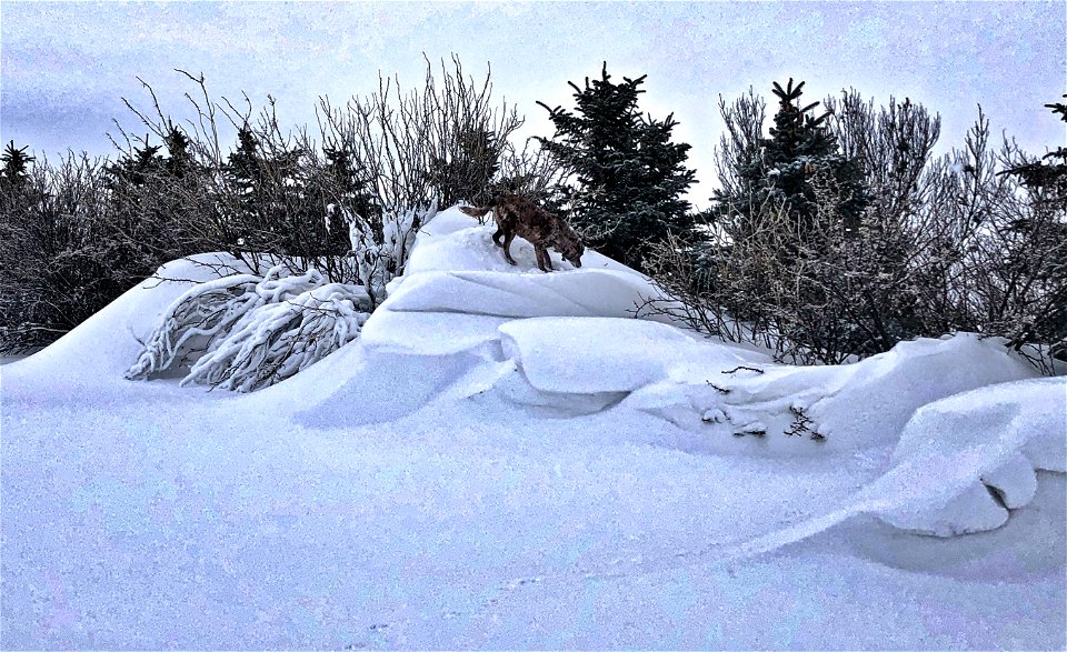 Felix the Snow Peak Climber