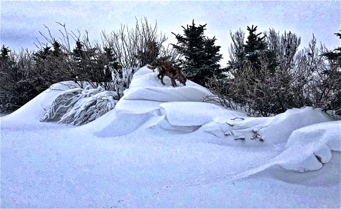 Felix the Snow Peak Climber