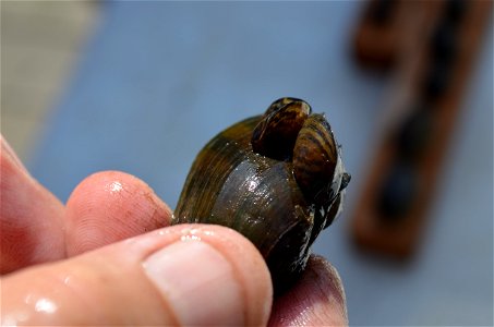 Zebra Mussels on a Fatmucket Mussel photo