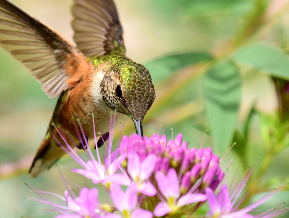 Rufous hummingbird at Seedskadee National Wildlife Refuge
