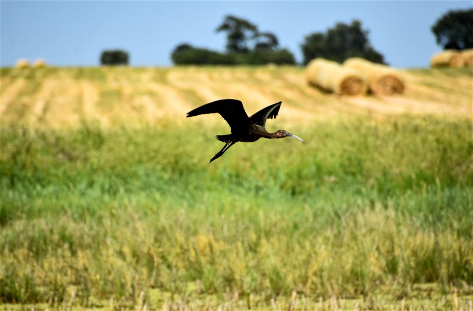 Glossy Ibis on Humphrey WPA Lake Andes Wetland Management District South Dakota