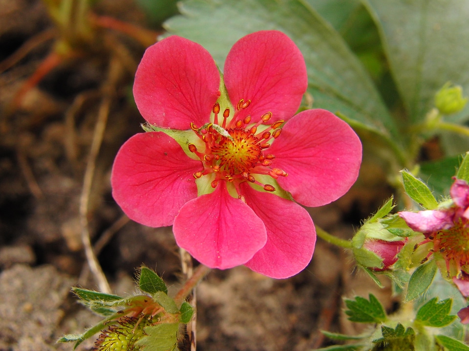 Bloom spring fruit