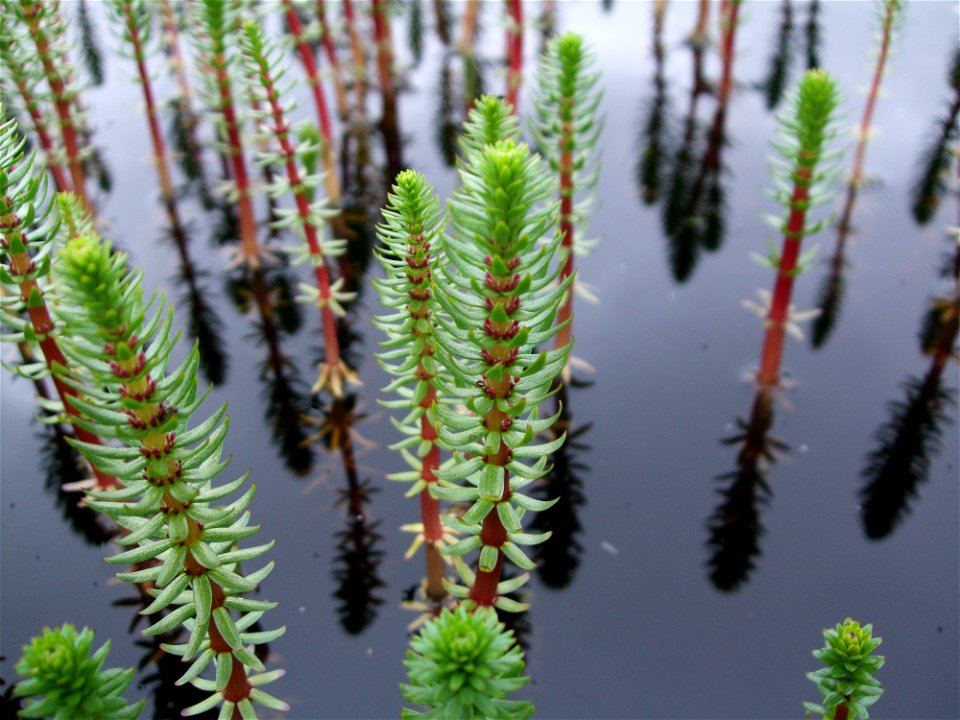 Horsetail or Equisetum spp.