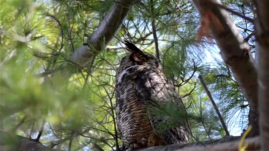 Great Horned Owl Nest: Yawning & Bobbing photo