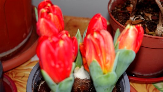 tulips_lalele-2023_0219_164507
