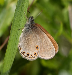 RINGLET, HAYDEN'S (Coenonympha haydenii) (07-08-2022) 5200 ft, rogers pass, helena nat forest, lewis and clark co, mt -04