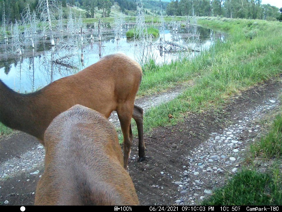 Elk