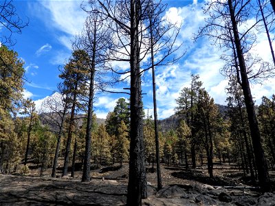 Burned Area Emergency Response media briefing