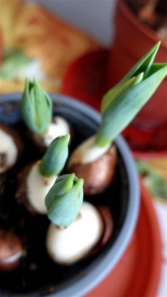 tulips_lalele-2023_0214_125728