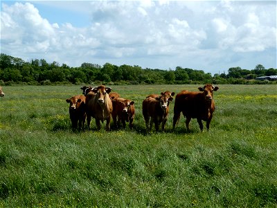 Vaches
