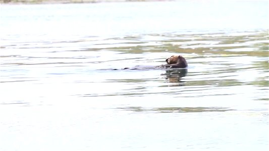 Broll - Southern sea otters at Elkhorn Slough in Moss Landing, California. Video by USFWS. photo