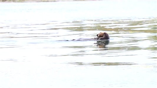 Broll - Southern sea otters at Elkhorn Slough in Moss Landing, California. Video by USFWS.