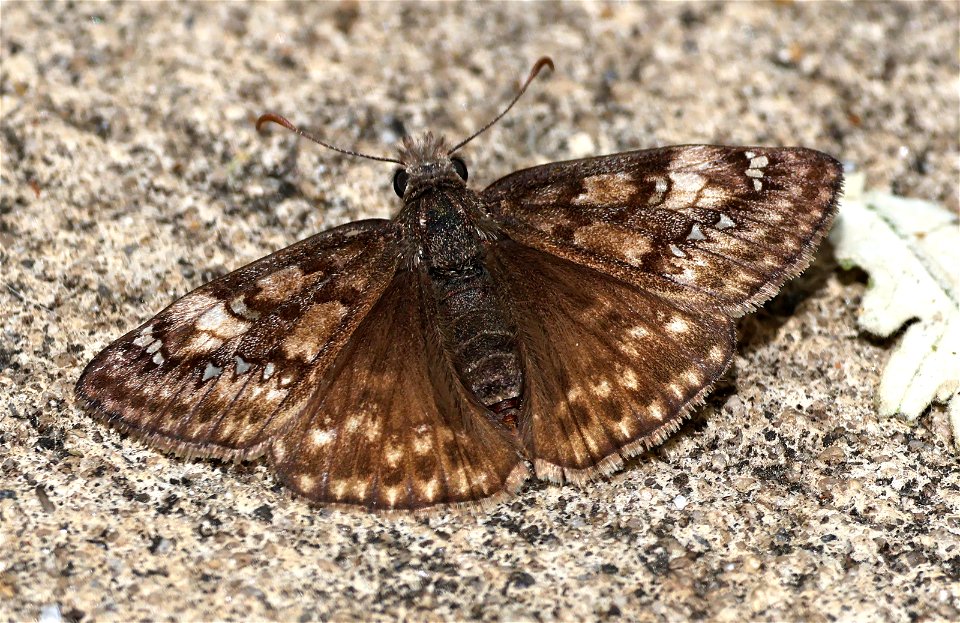 DUSKYWING, JUVENAL'S (Erynnis juvenalis) (05-02-2023) north carolina arboretum, near ashville, buncombe co, nc -03 female