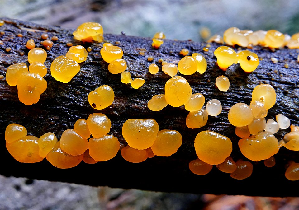 Alpine jelly cone. ( Guepiniopsis alpina )