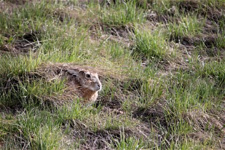 Hiding in the grass