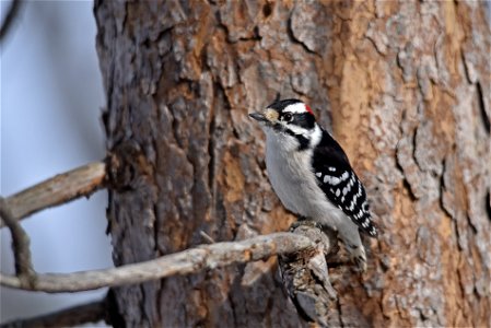 Downy woodpecker perched on a tree photo