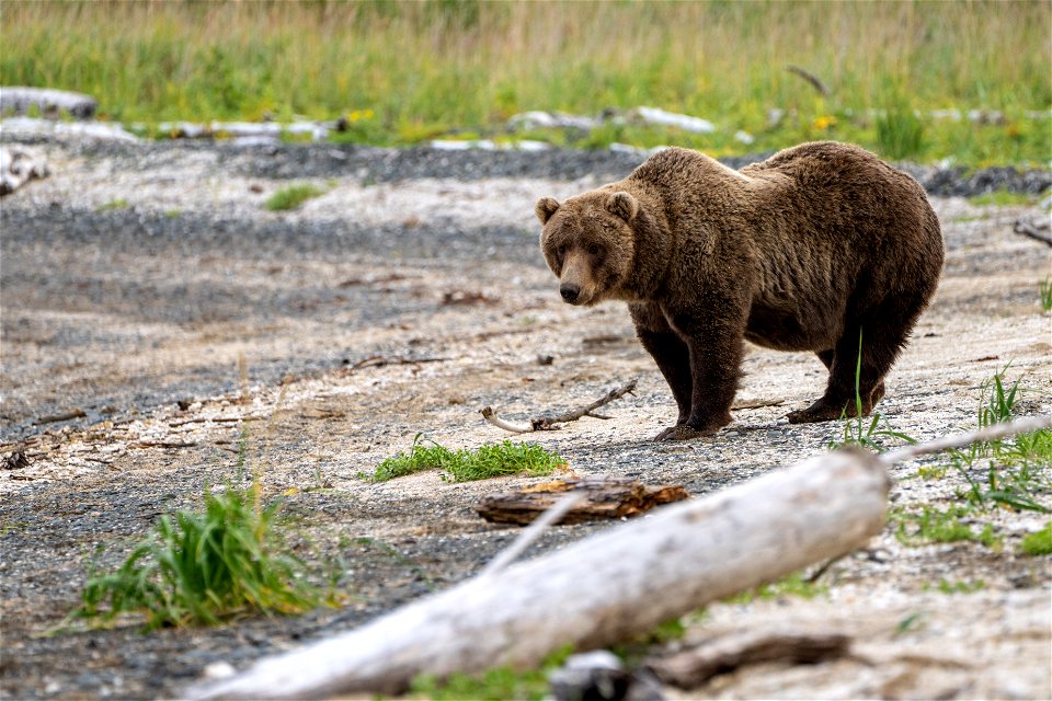Bear at Katmai Bay