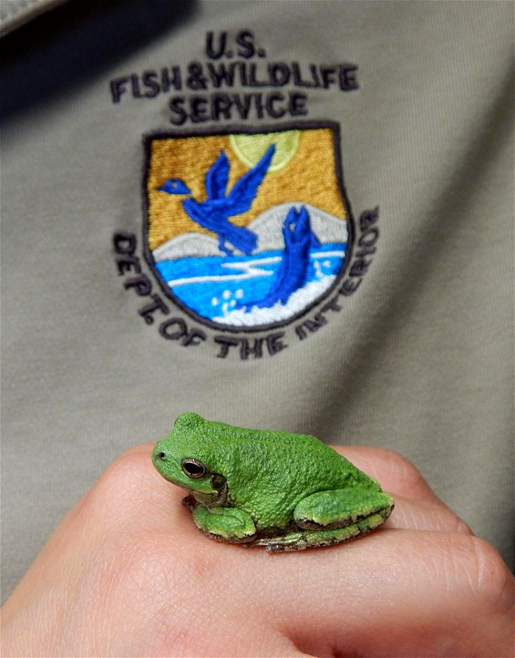 Tree Frog at Tamarac National Wildlife Refuge