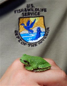 Tree Frog at Tamarac National Wildlife Refuge