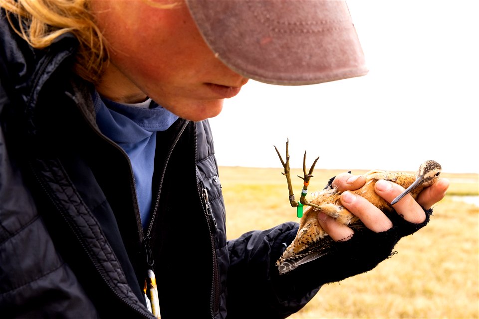 A captured long-billed dowitcher receives leg bands.