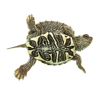 False map turtle