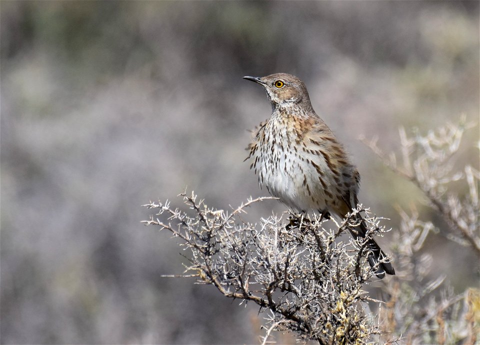 Sage thrasher at Seedskadee National Wildlife Refuge