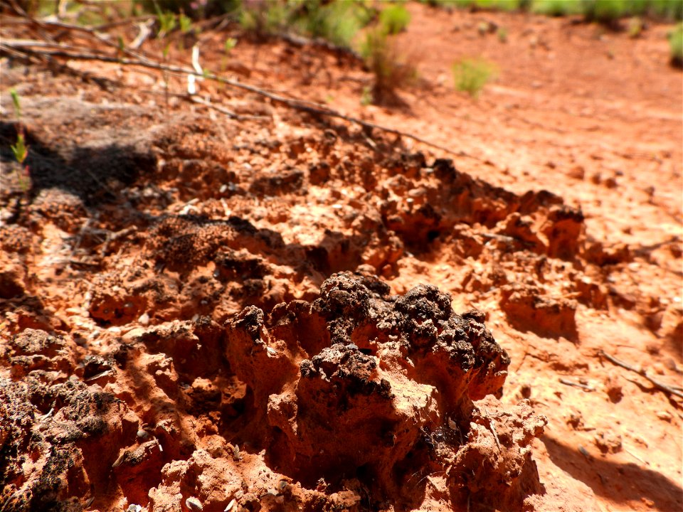 Biological soil crusts-2