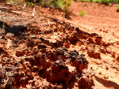 Biological soil crusts-2 photo