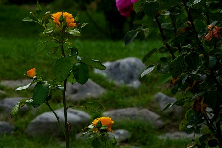 monastery_Caraiman2018_0826_181409