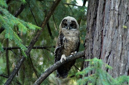 California spotted owl fledgling, 2018