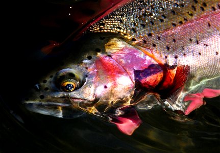 Rainbow Trout photo