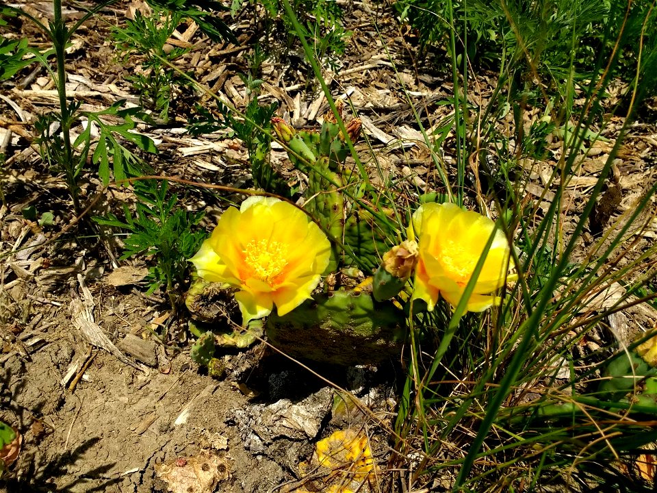 Blooming Prickly Pear Cactus