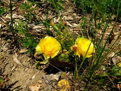 Blooming Prickly Pear Cactus photo