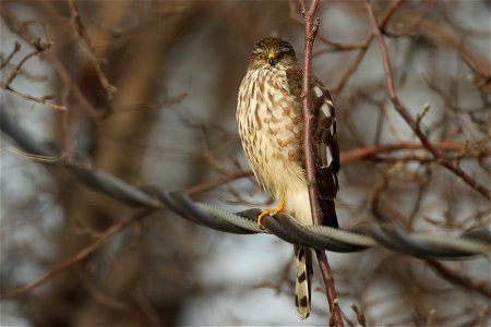 Immature Sharp-shinned Hawk