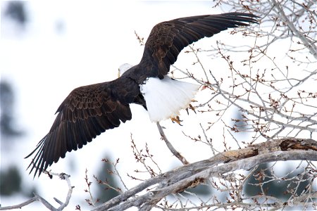 Bald Eagle on the National Elk Refuge photo