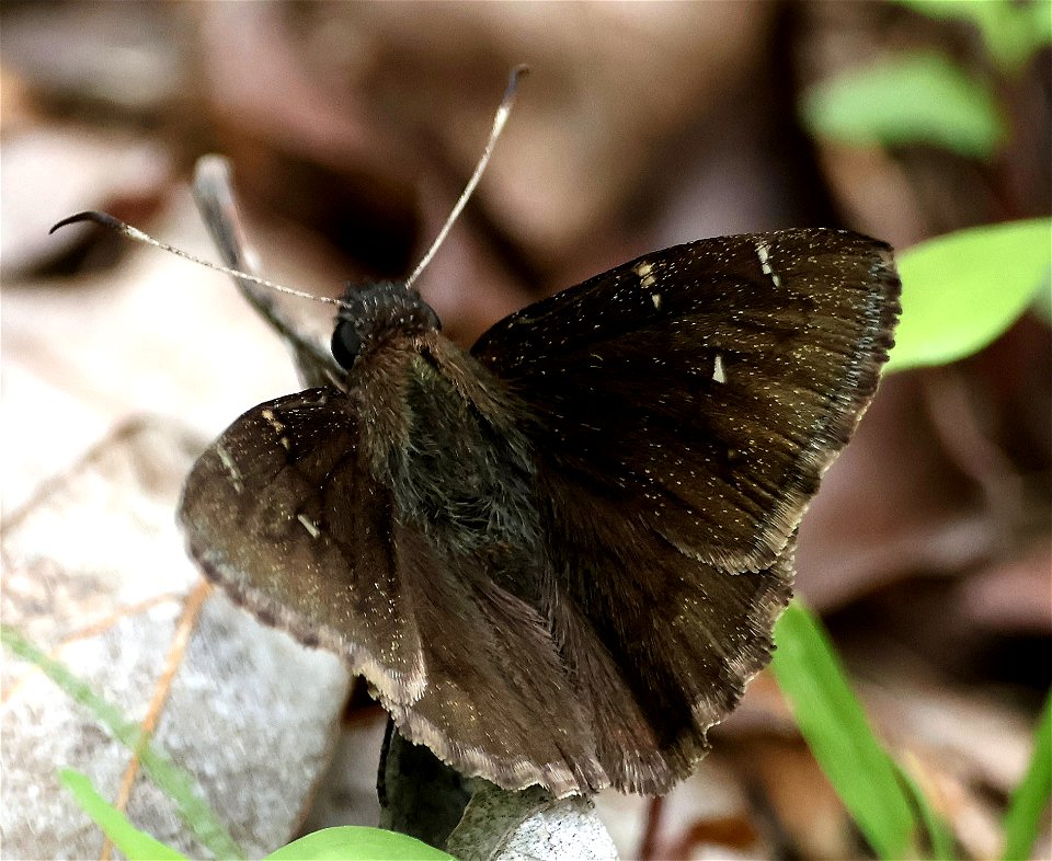CLOUDYWING, NORTHERN (Thorybes pylades) (05-05-2023) cades cove, great smoky mt nat park, blount co, tn -02