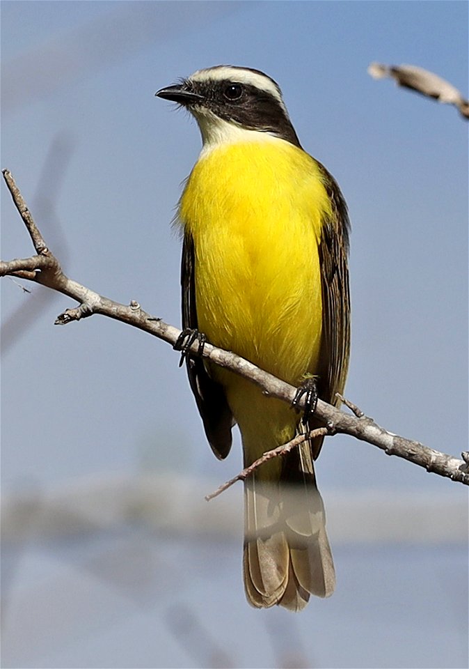 597 - SOCIAL FLYCATCHER (12-24-2021) u of texas brownsville campus, brownsville, cameron co, tx -11