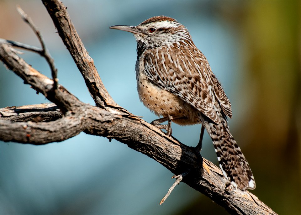 Cactus wren photo