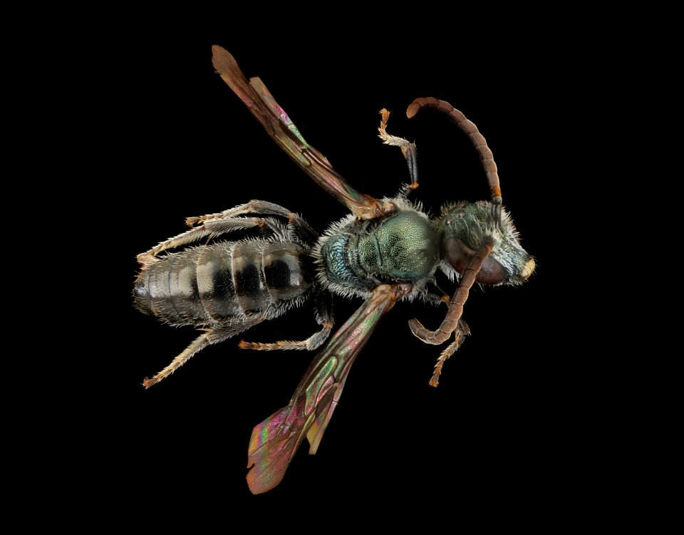 Lasioglossum morio, m, back, J. Smit, Netherlands_2022-03-31-16.14.12 ZS PMax UDR copy