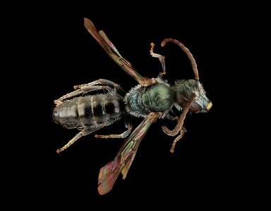 Lasioglossum morio, m, back, J. Smit, Netherlands_2022-03-31-16.14.12 ZS PMax UDR copy photo