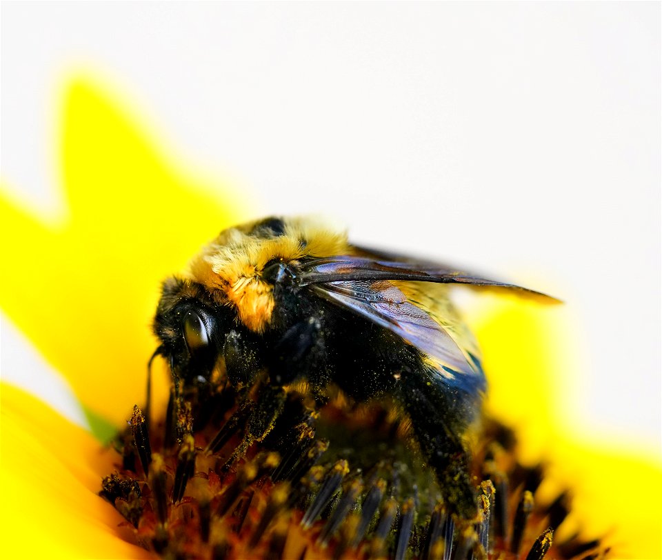 Bee on native annual sunflower Clint Wirick/usfws