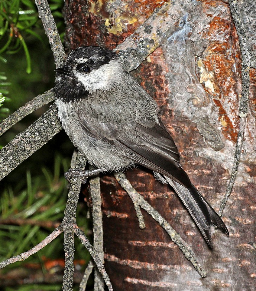 673 - MOUNTAIN CHICKADEE (07-18-2022) hart mt pass, okanogan co, wa -02