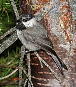 673 - MOUNTAIN CHICKADEE (07-18-2022) hart mt pass, okanogan co, wa -02 photo