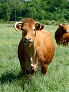 Vaches